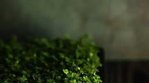 From Kitchen Counter to Salad Bowl: The Home Microgreen Setup That Every Busy Person Can Do