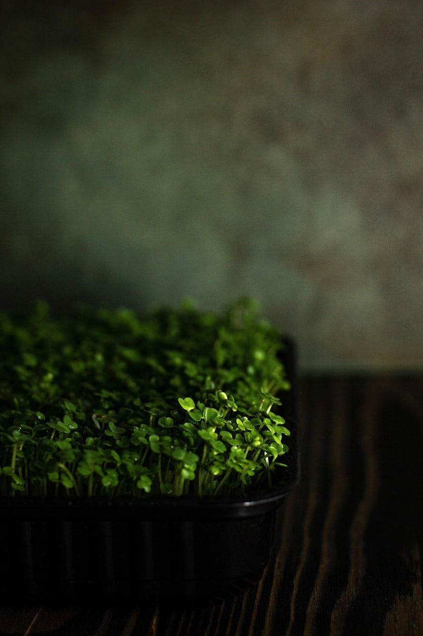 From Kitchen Counter to Salad Bowl: The Home Microgreen Setup That Every Busy Person Can Do