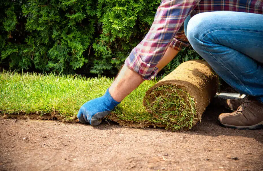5 Questions to Ask Before Installing Sod