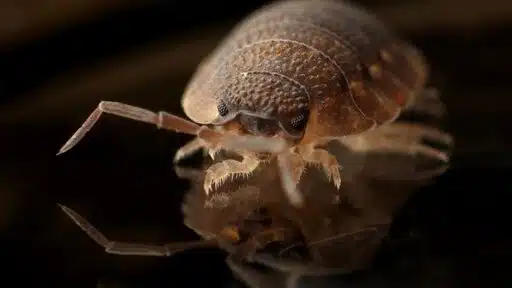 What Are the Benefits of Having Year-Round Pest Protection