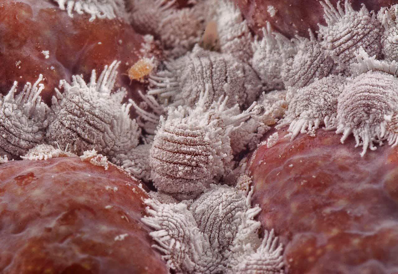 What Makes Mealybugs So Hard to Detect Early?