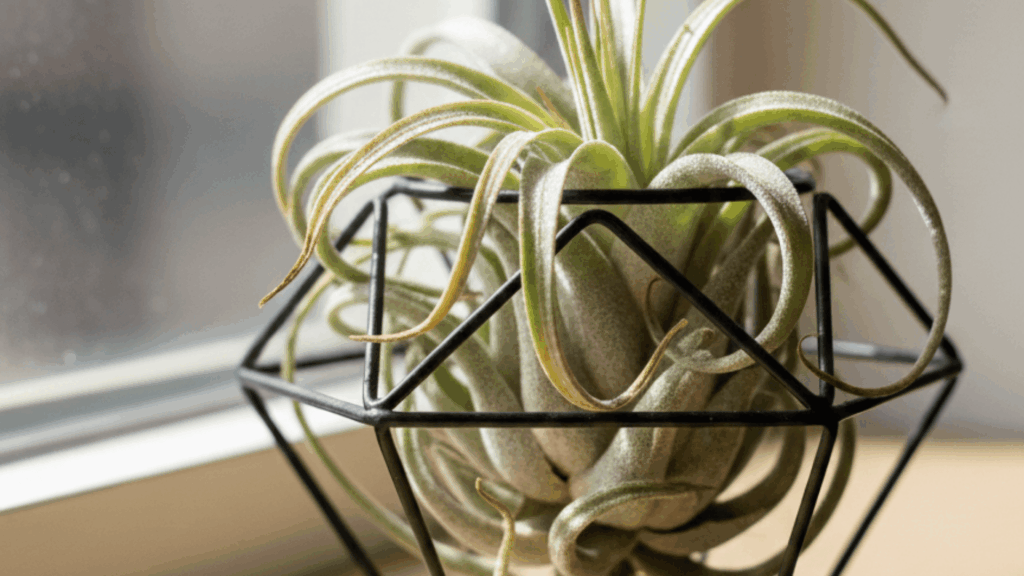 air plant dehydrated