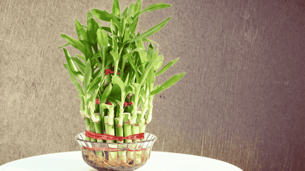 bamboo plant for home