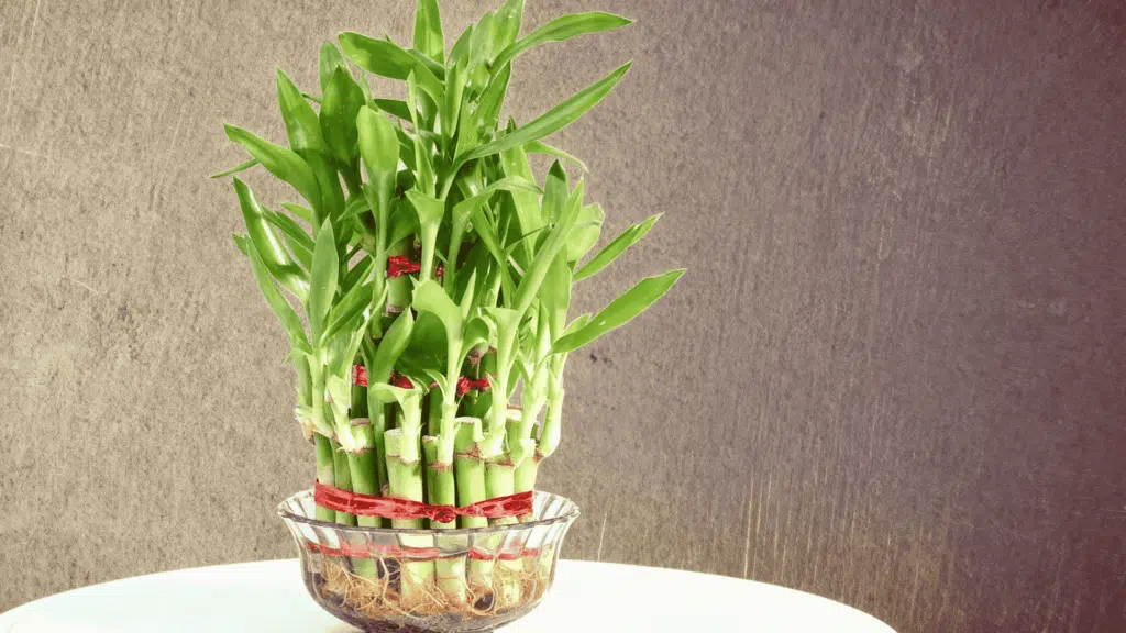 bamboo plant for home