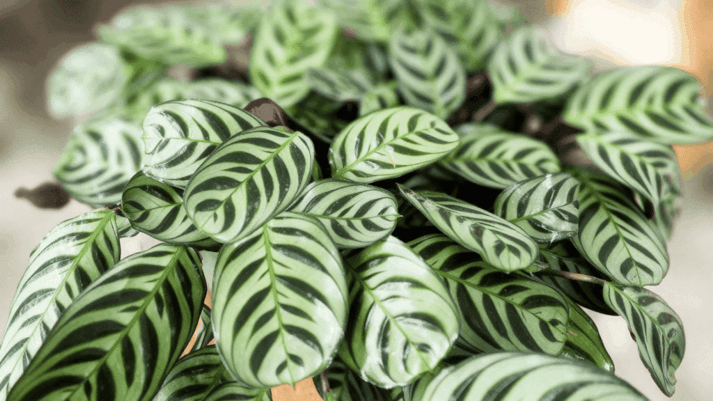 calathea plant