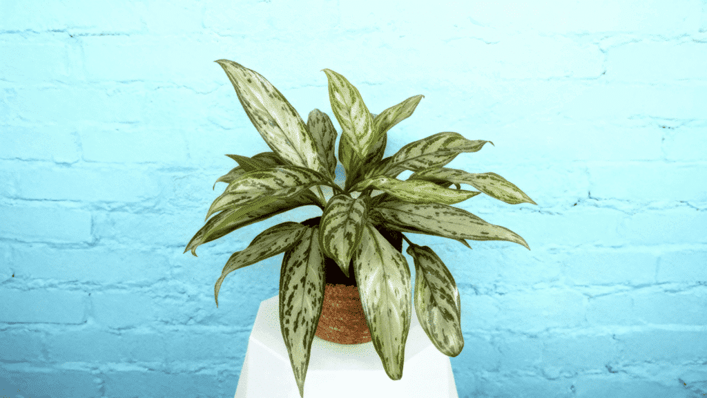 chinese evergreen plant