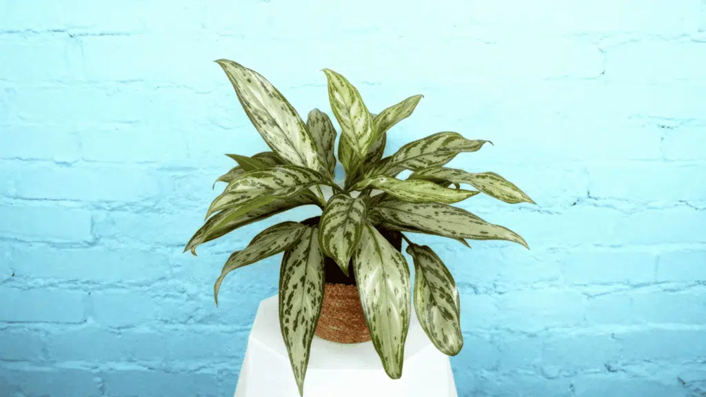 chinese evergreen plant