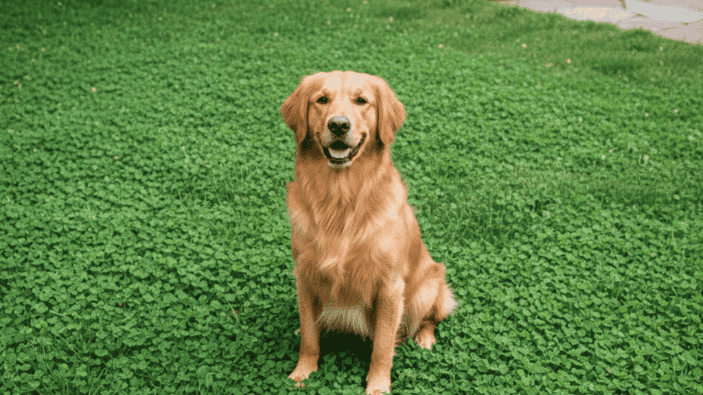 clover is pet friendly