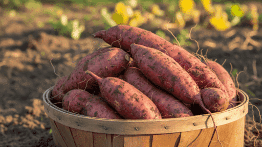 collected-sweet-potatoes