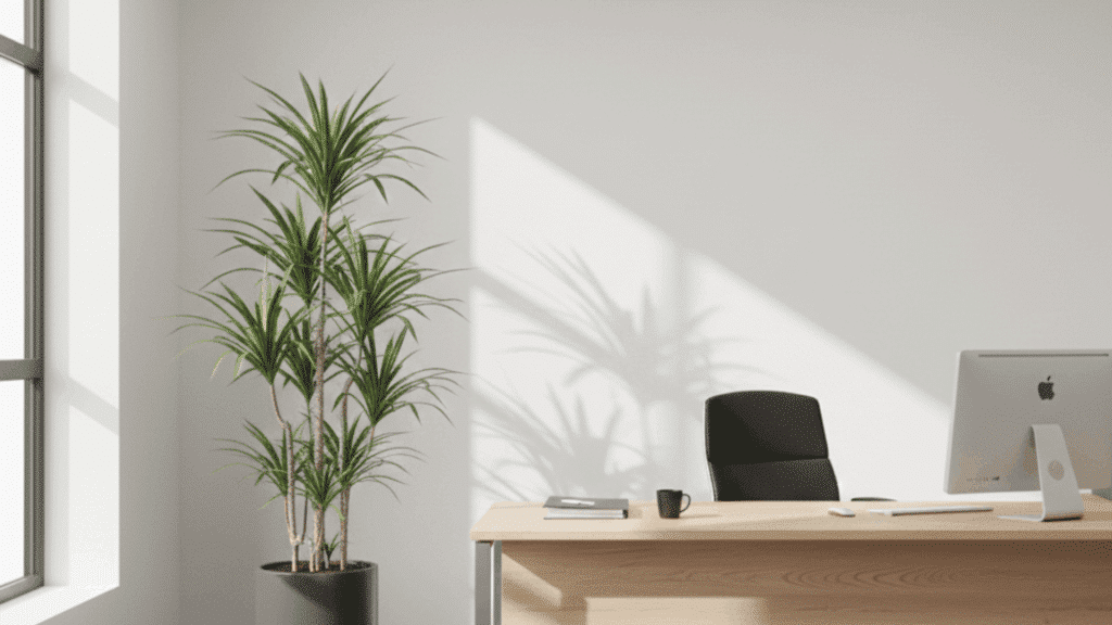 dracaena plant