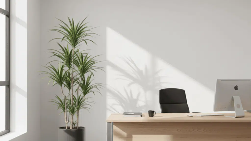 dracaena plant