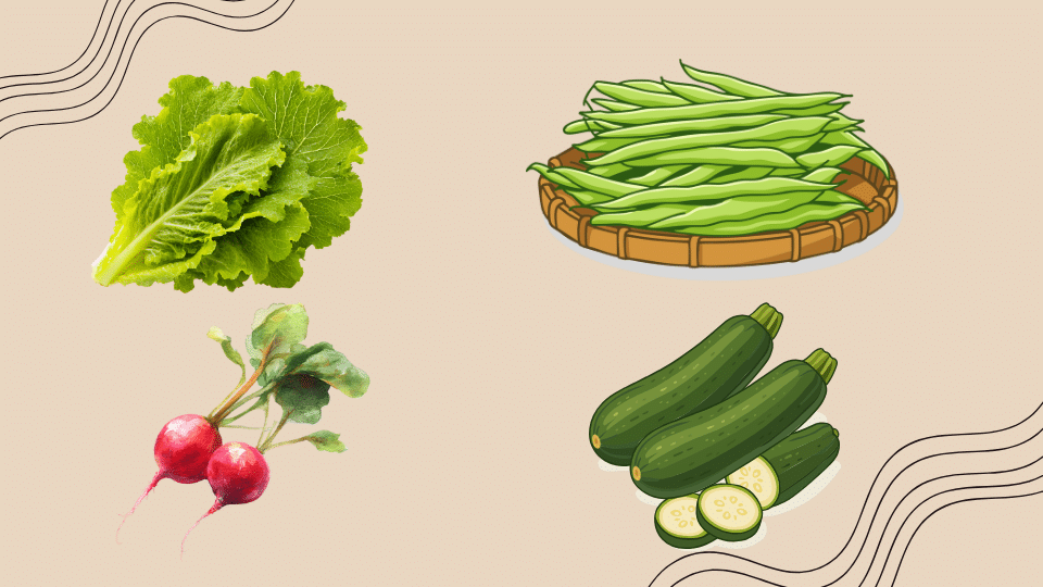 easiest vegetables to grow for beginners