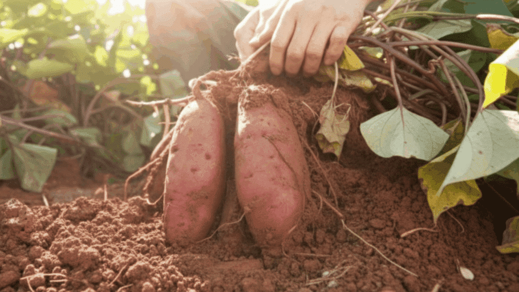 harvesting sweet potatoes