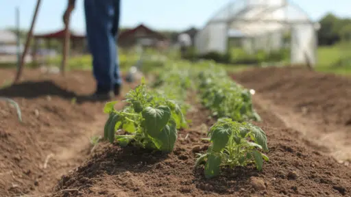 homesteading for beginners
