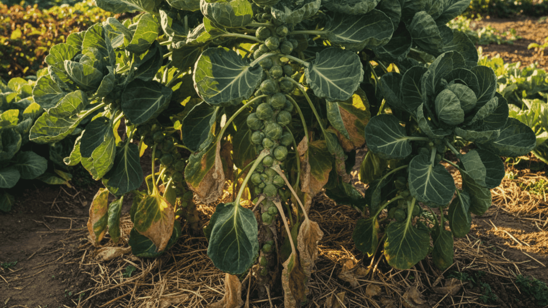 how to grow brussel sprouts
