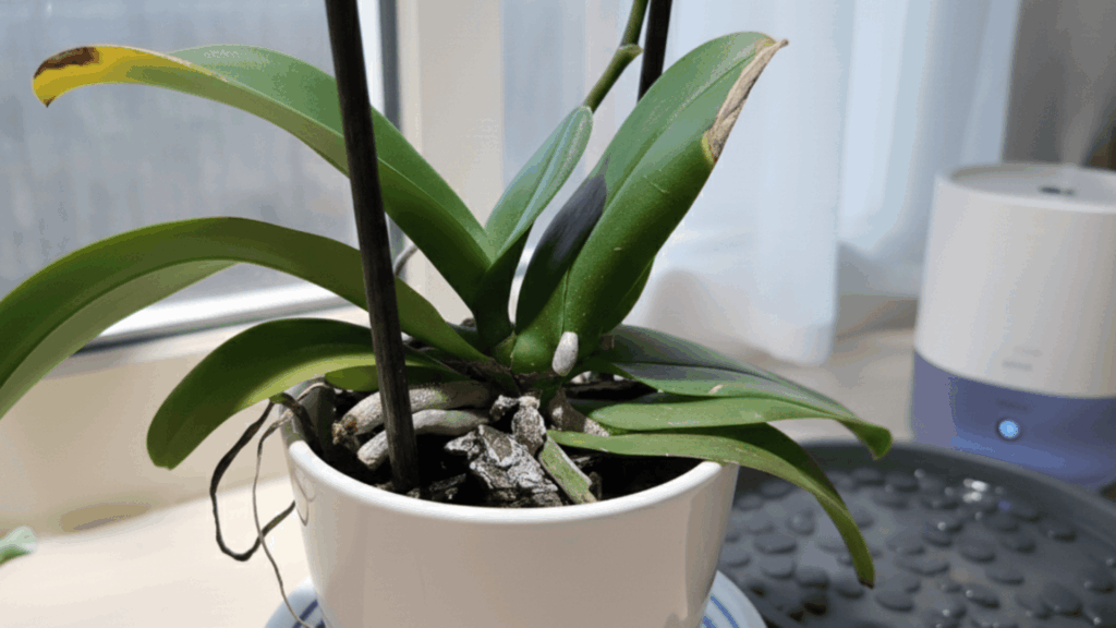 humidifier-with-orchid-plant