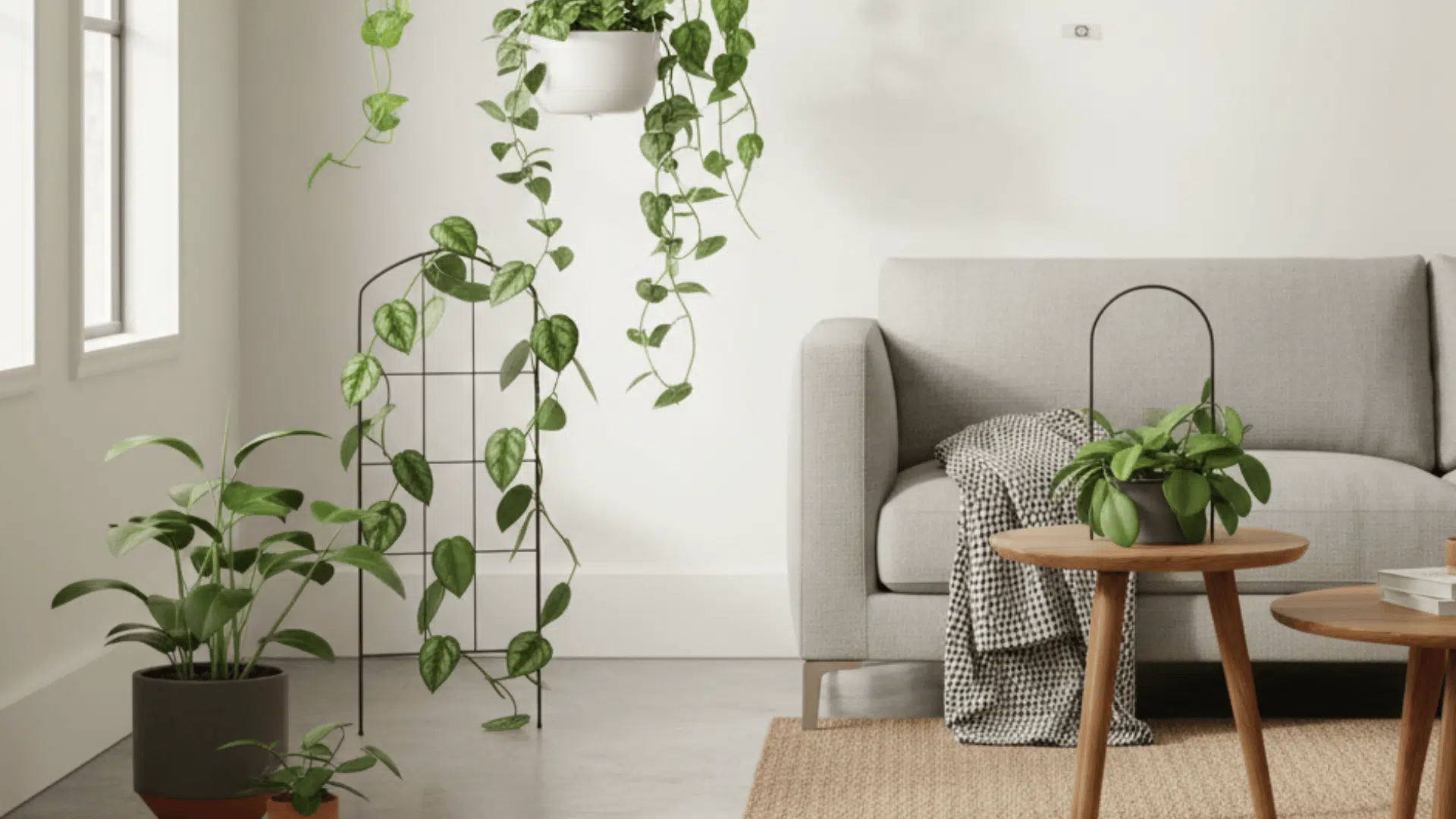 indoor plants