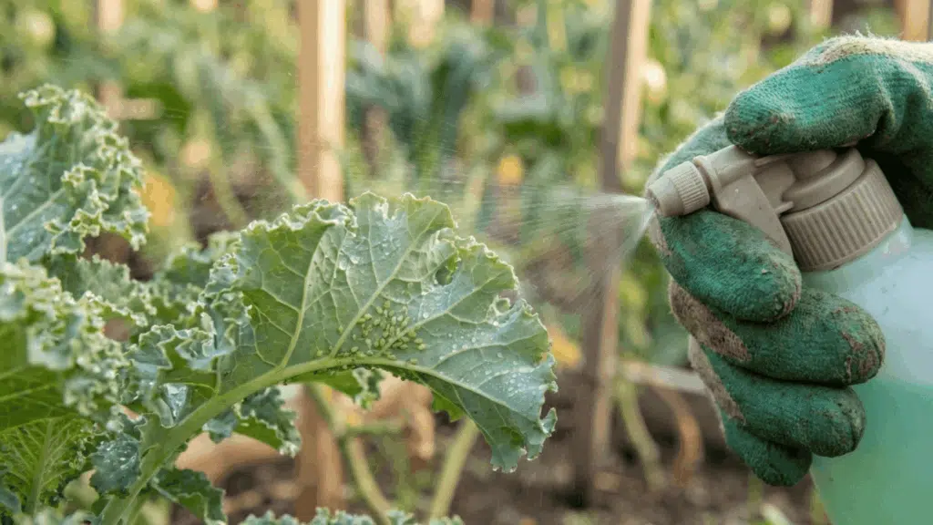 insecticidal sprays