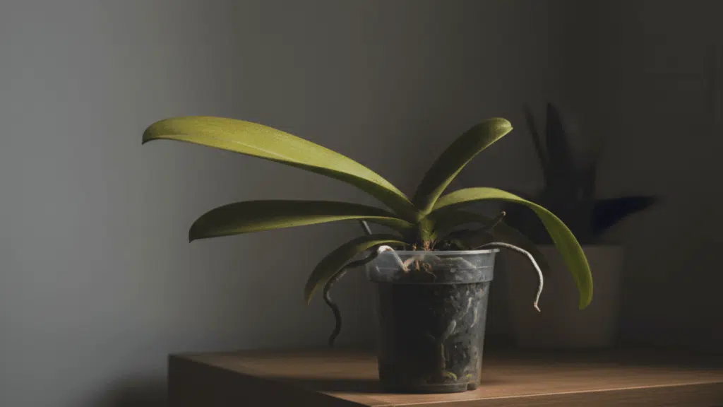 low-light-orchid