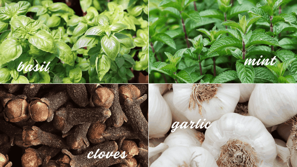 natural insect repellent household ingredients