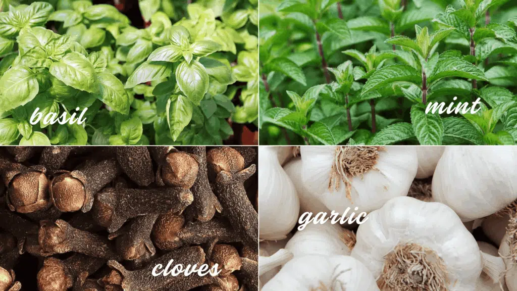 natural insect repellent household ingredients