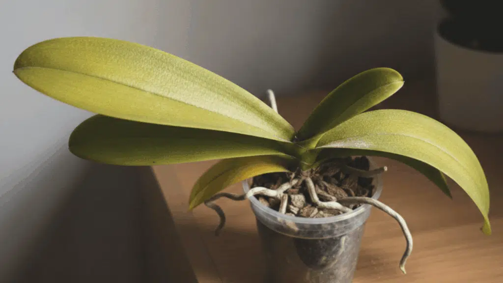 no-water-orchid
