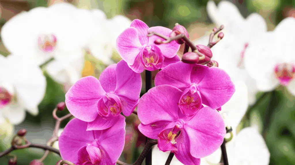 orchid plant indoor