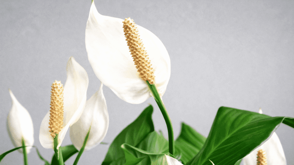 peace lily plant for indoor