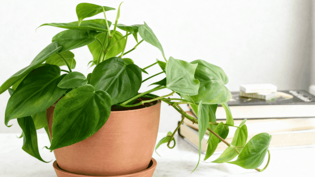 philodendron plant indoor