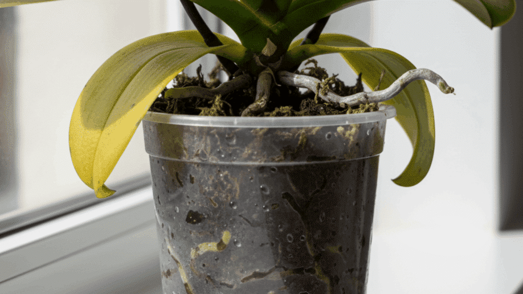 stale-pot-soil-orchid