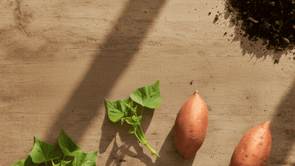 sweet potato factors affectin maturity