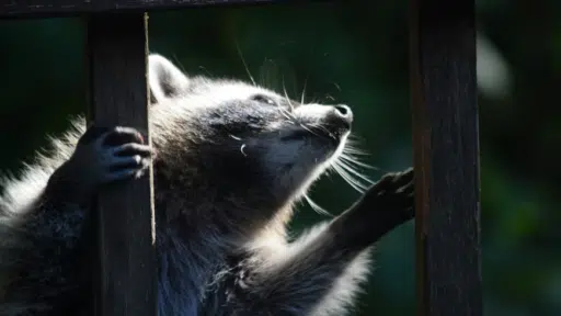 5 Fixes That Keep Wildlife Out of Your Home