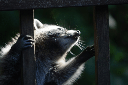 5 Fixes That Keep Wildlife Out of Your Home