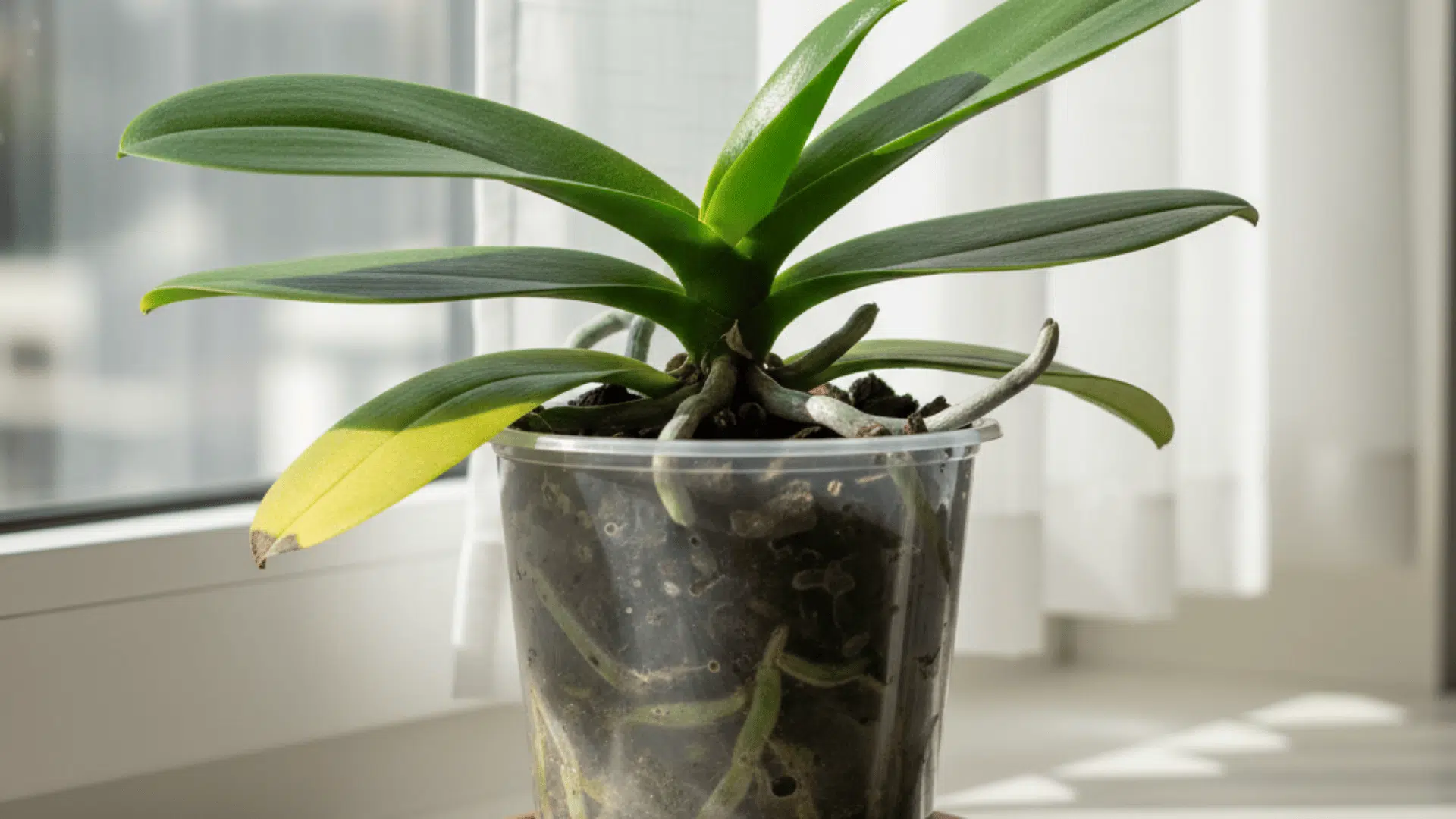 yellowed-orchid