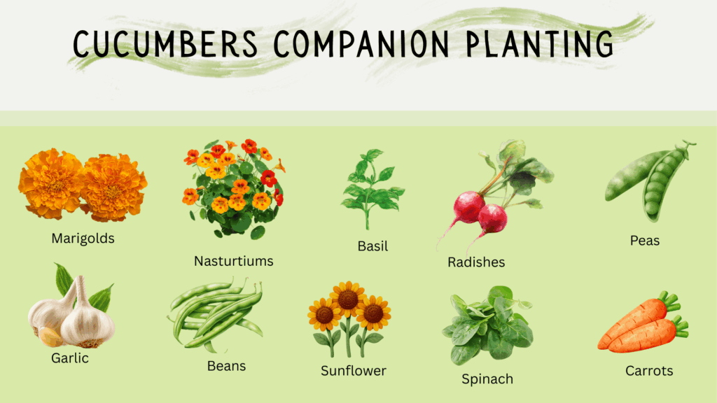 best companion plants for cucumbers
