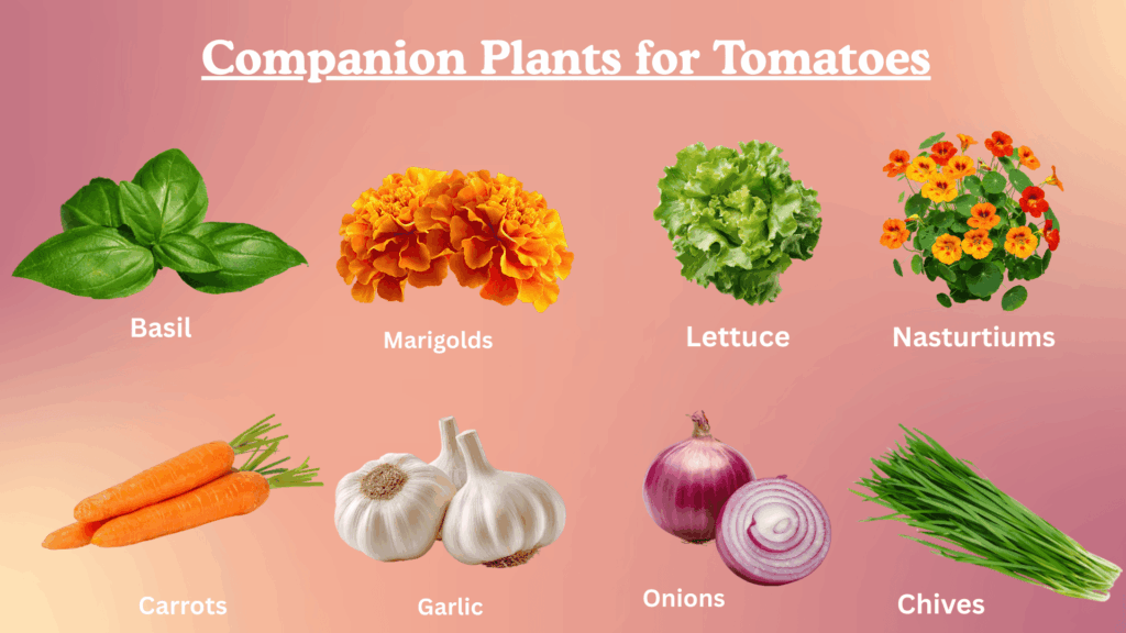 best companion plants for tomatoes
