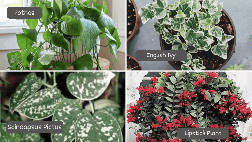 low light indoor hanging plants