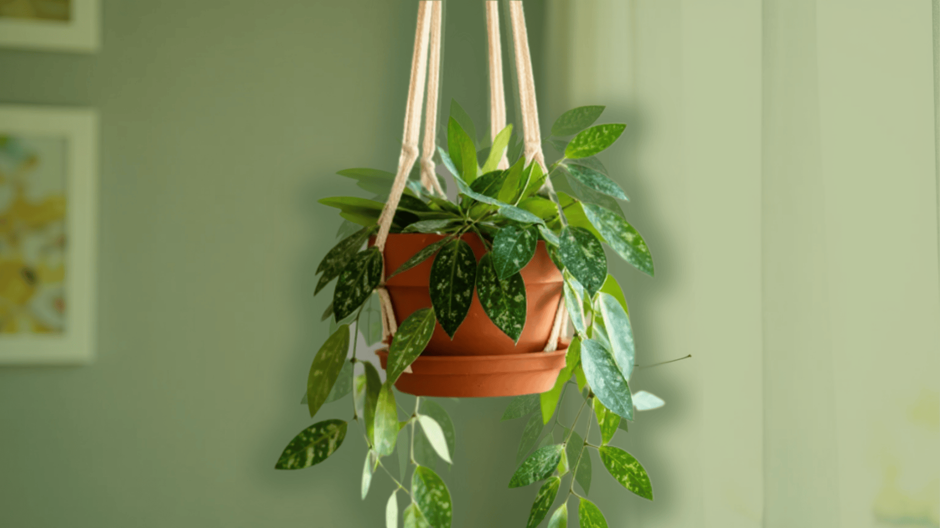 low light indoor hanging plants
