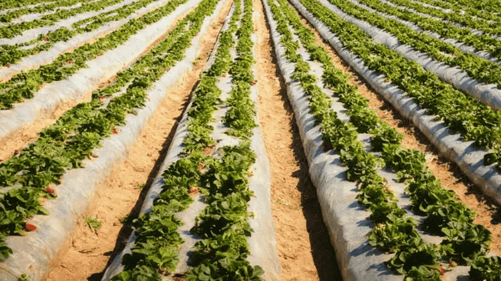 mulching soil conservation methods