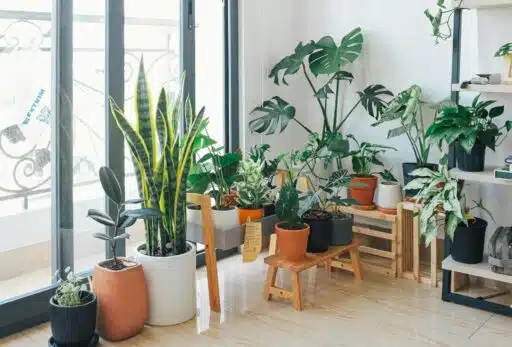 Indoor plant