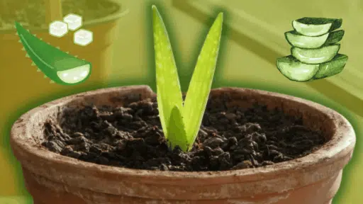 soil for aloe vera