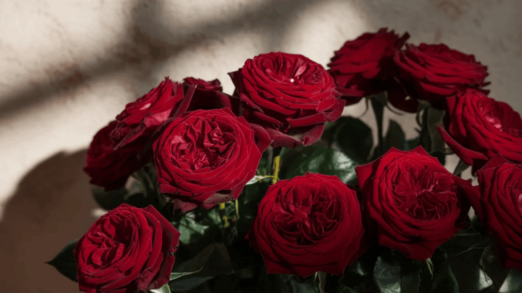 valentines colors red