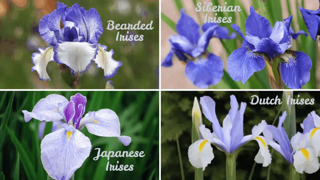 when do irises bloom uk