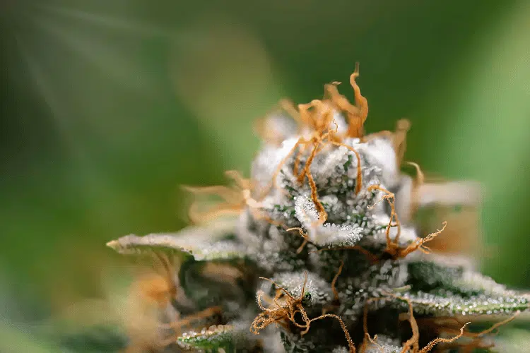 How to Relax With Mood’s Flower on Stressful Days: A Guide For the Cannabis Curious Home Owner