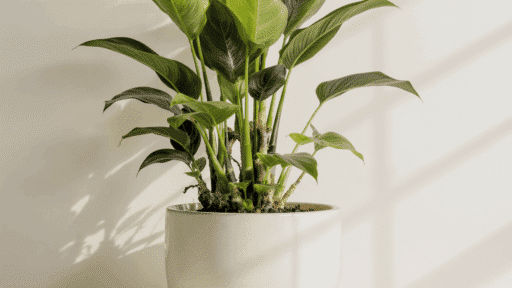 zz plant benefits at home