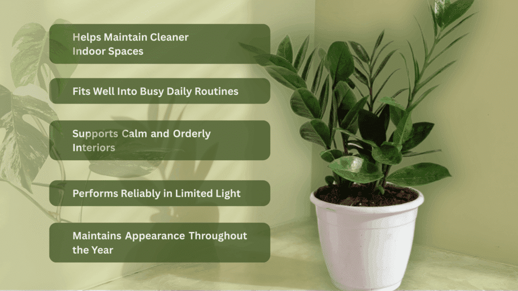 zz plant benefits at home care