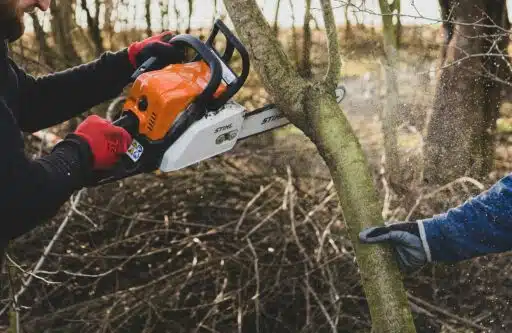 Cutting Healthy Trees