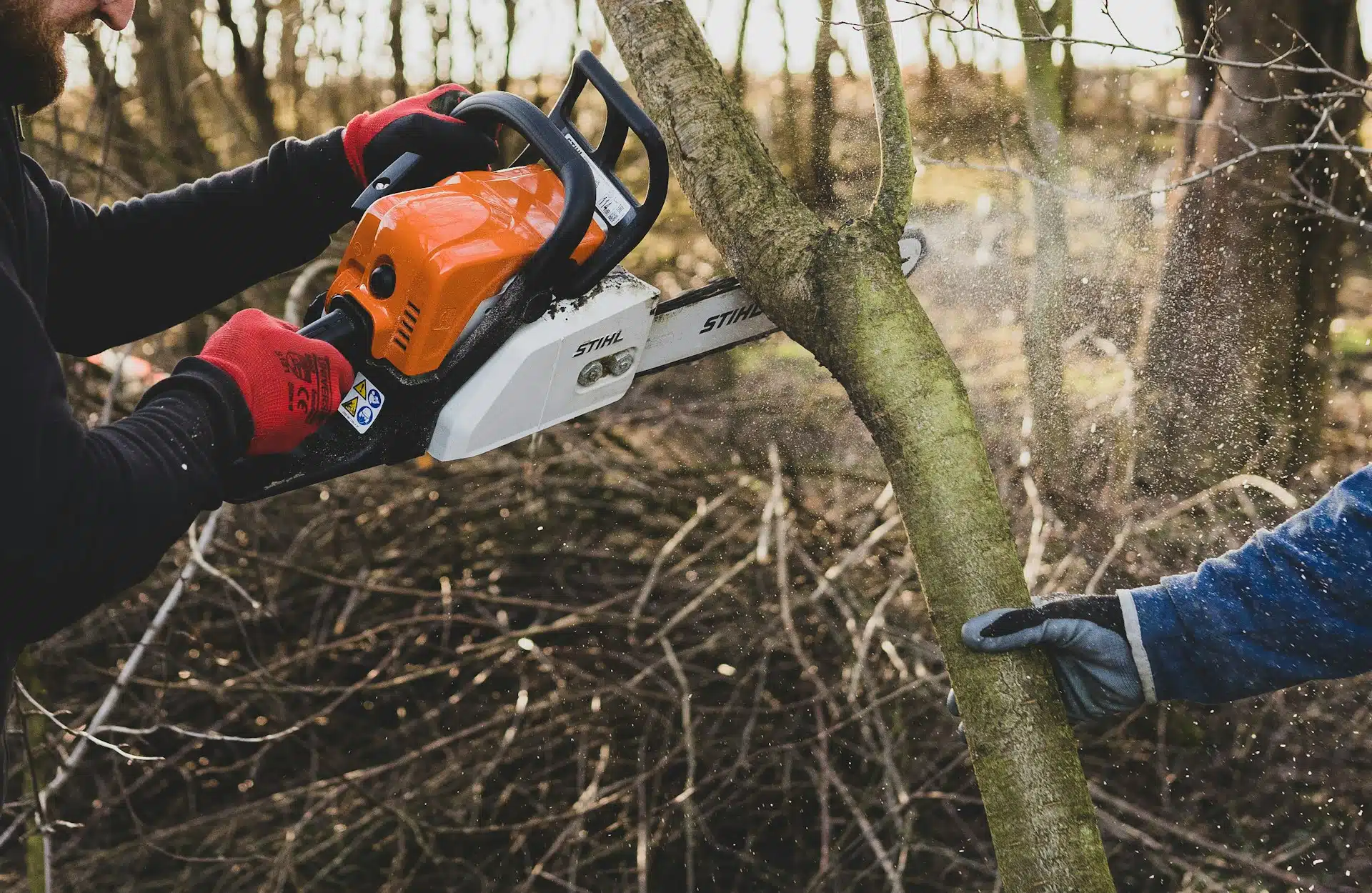 Cutting Healthy Trees