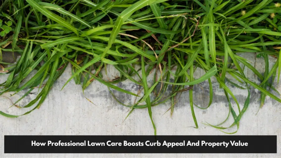 How Professional Lawn Care Boosts Curb Appeal And Property Value