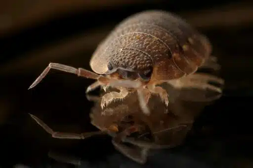 7 Long-Term Garden Maintenance Tips to Prevent Pests